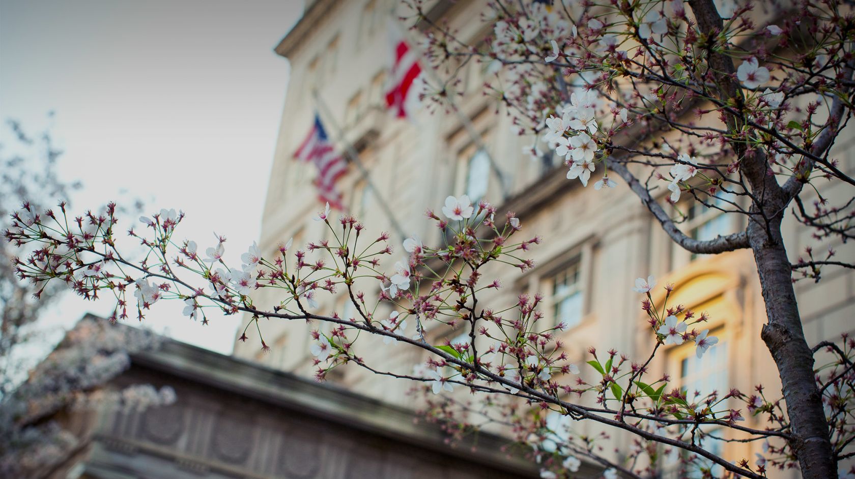exterior close up view of spring trees blooming in front of Hay-Adams